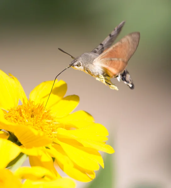 Sphingidae, γνωστή ως μέλισσα Hawk-σκώρος, απολαμβάνοντας το νέκταρ ενός κίτρινου λουλουδιού. Κολιμπρί νυχτοπεταλούδα. Σκώρος Calibri. — Φωτογραφία Αρχείου