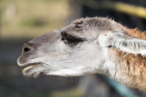 Ritratto di un lama in natura — Foto Stock