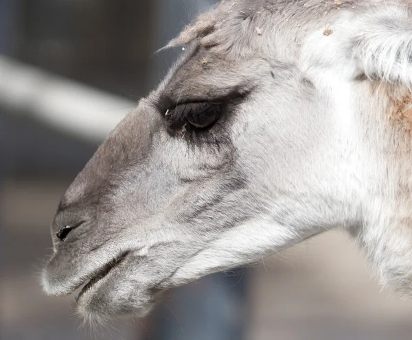 Ritratto di un lama in natura — Foto Stock