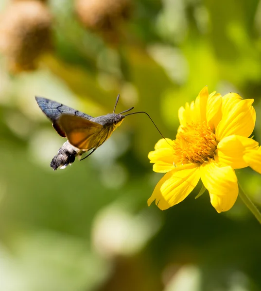 Bela natureza. contexto — Fotografia de Stock