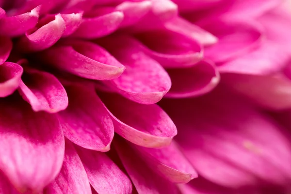 Schöne Natur. Hintergrund — Stockfoto