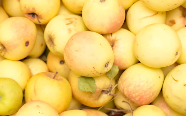 Manzanas maduras deliciosas —  Fotos de Stock