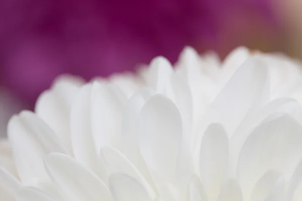 Hermosa naturaleza. antecedentes — Foto de Stock