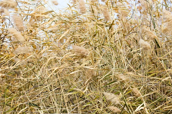 Hermosa naturaleza. antecedentes —  Fotos de Stock