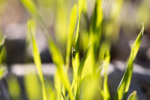 Beautiful nature . background — Stock Photo, Image