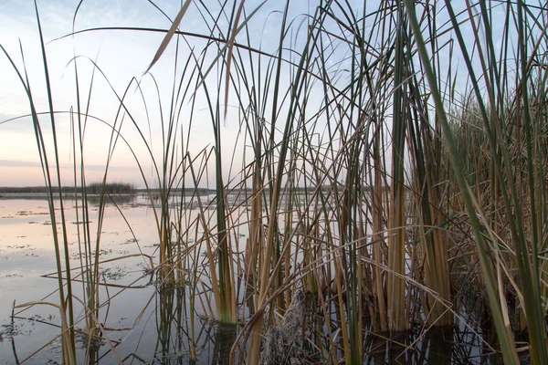 Bela natureza. contexto — Fotografia de Stock