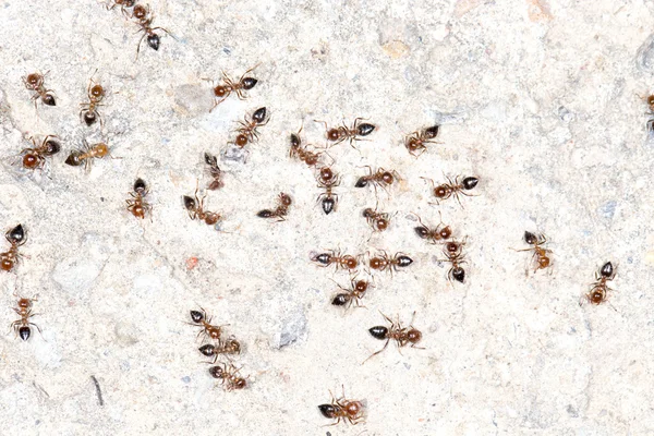 Hermosa naturaleza. antecedentes — Foto de Stock