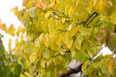 güzel doğa. arka plan