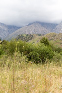 güzel doğa. arka plan