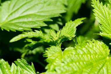 güzel doğa. arka plan