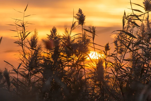 Vacker natur. bakgrund — Stockfoto