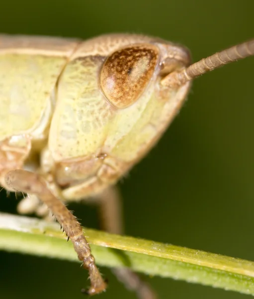 Wilde dieren in het wild. Dieren — Stockfoto