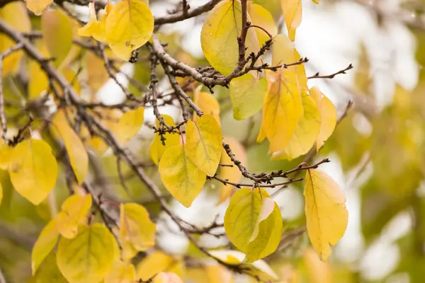 Krásná příroda. pozadí — Stock fotografie