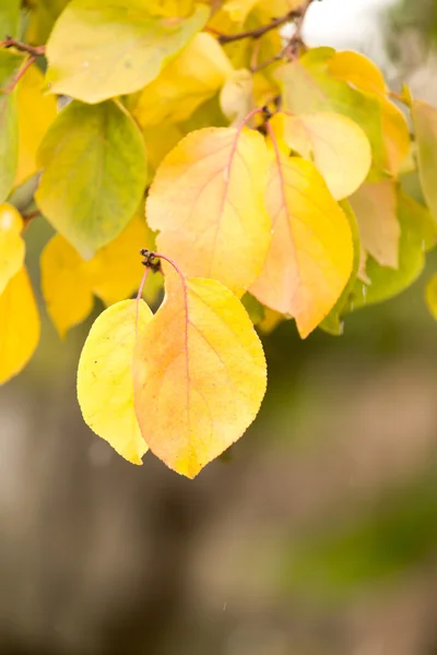 Beautiful nature . background — Stock Photo, Image