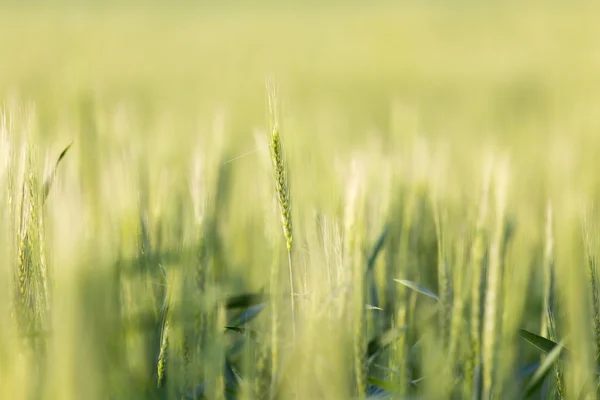 Schöne Natur. Hintergrund — Stockfoto