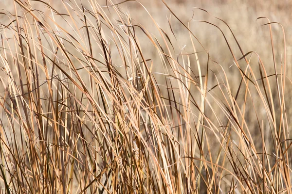 Prachtige natuur. achtergrond — Stockfoto