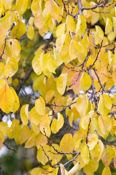 Beautiful nature . background — Stock Photo, Image