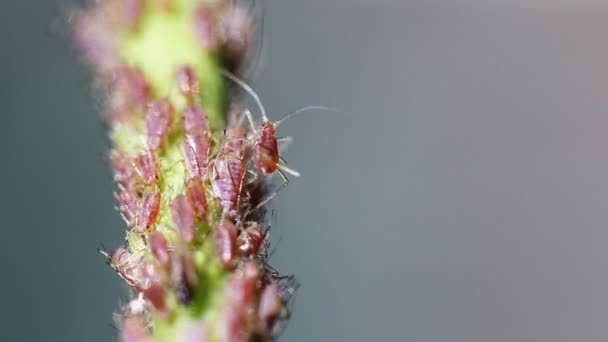 Video 1080p - bladluizen op de stam van een plant — Stockvideo