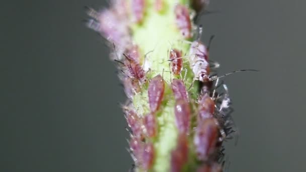 视频 1080p-植物茎上的蚜虫 — 图库视频影像