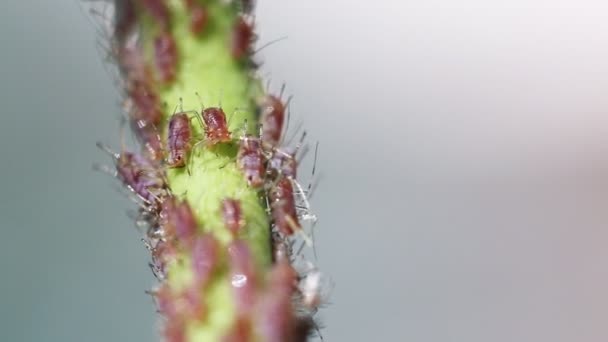 Video 1080p - Aphids en el tallo de una planta — Vídeo de stock