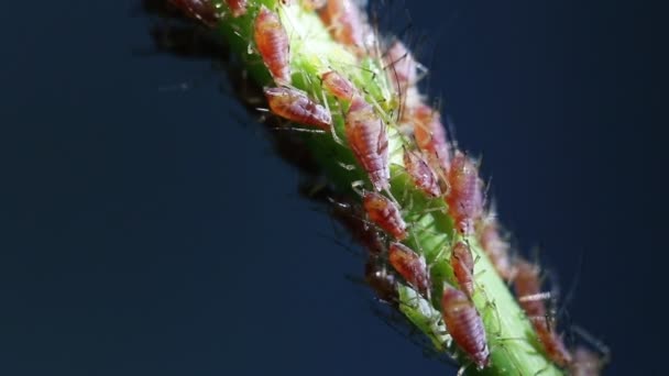 Vídeo 1080p - Aphids no caule de uma planta — Vídeo de Stock