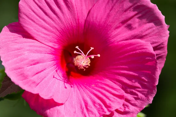 Prachtige natuur. achtergrond — Stockfoto