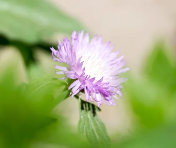 Prachtige natuur. achtergrond — Stockfoto