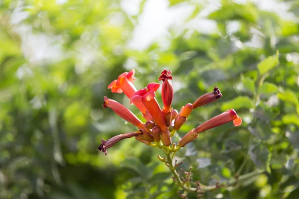 Schöne Natur. Hintergrund — Stockfoto