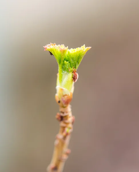 Vacker natur. bakgrund — Stockfoto