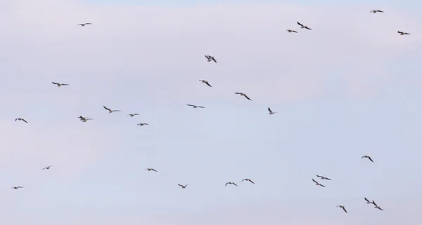 Wilde dieren in het wild. Dieren — Stockfoto