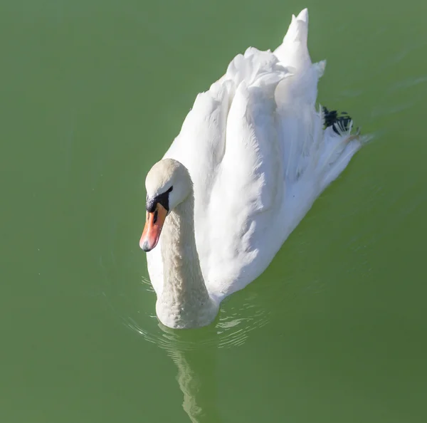 Vida selvagem. Animais — Fotografia de Stock