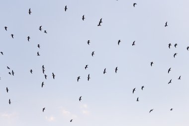 Güzel doğa arkaplanı