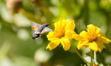 Güzel doğa arkaplanı