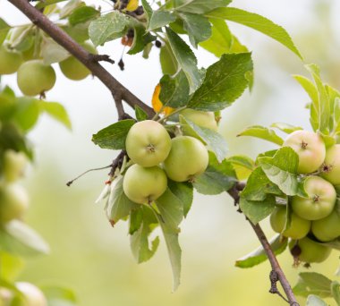 Güzel doğa arkaplanı
