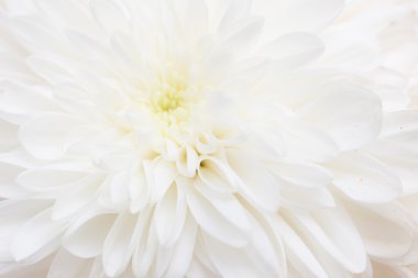 Güzel doğa arkaplanı