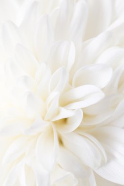 Güzel doğa arkaplanı