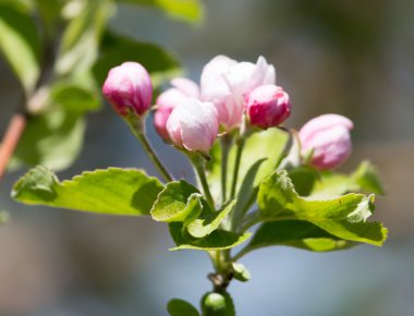 Güzel doğa arkaplanı