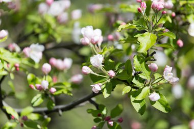 Güzel doğa arkaplanı