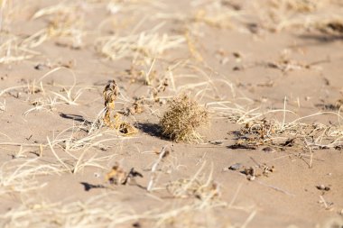 Güzel doğa arkaplanı