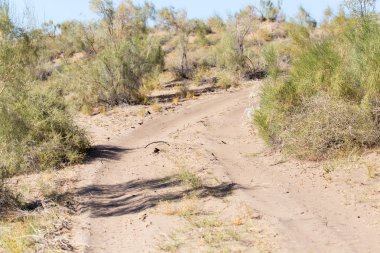 Güzel doğa arkaplanı