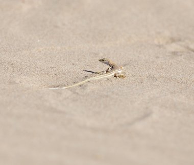 Güzel doğa arkaplanı