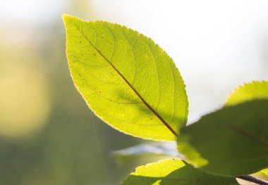 Güzel doğa arkaplanı