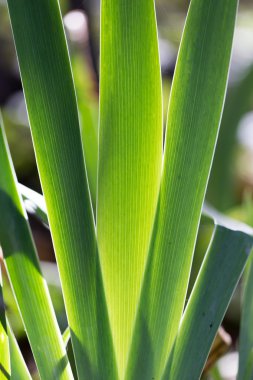 Güzel doğa arkaplanı
