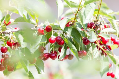 Güzel doğa arkaplanı