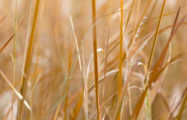 Güzel doğa arkaplanı
