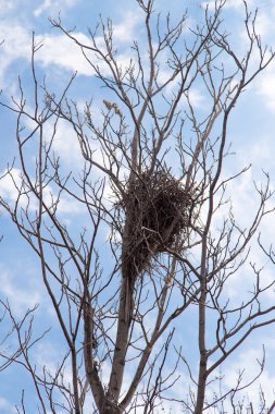 Güzel doğa arkaplanı