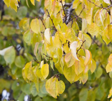 Sonbaharda ağaçta sarı yapraklar