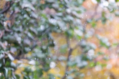 Sonbaharda arka plan olarak ilk kar yağışıydı.