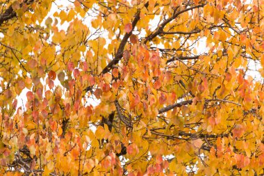 Sonbaharda ağaçta sarı yapraklar