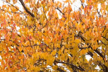 Sonbaharda ağaçta sarı yapraklar